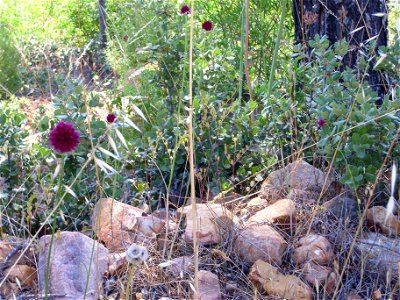 Allium sphaerocephalon habitat, Dehesa Boyal de Puertollano, Spain photo