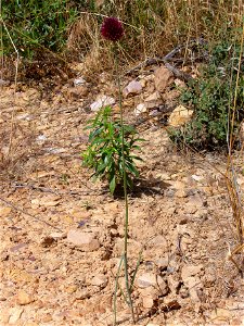 Allium sphaerocephalon Habit, Dehesa Boyal de Puertollano, Spain photo