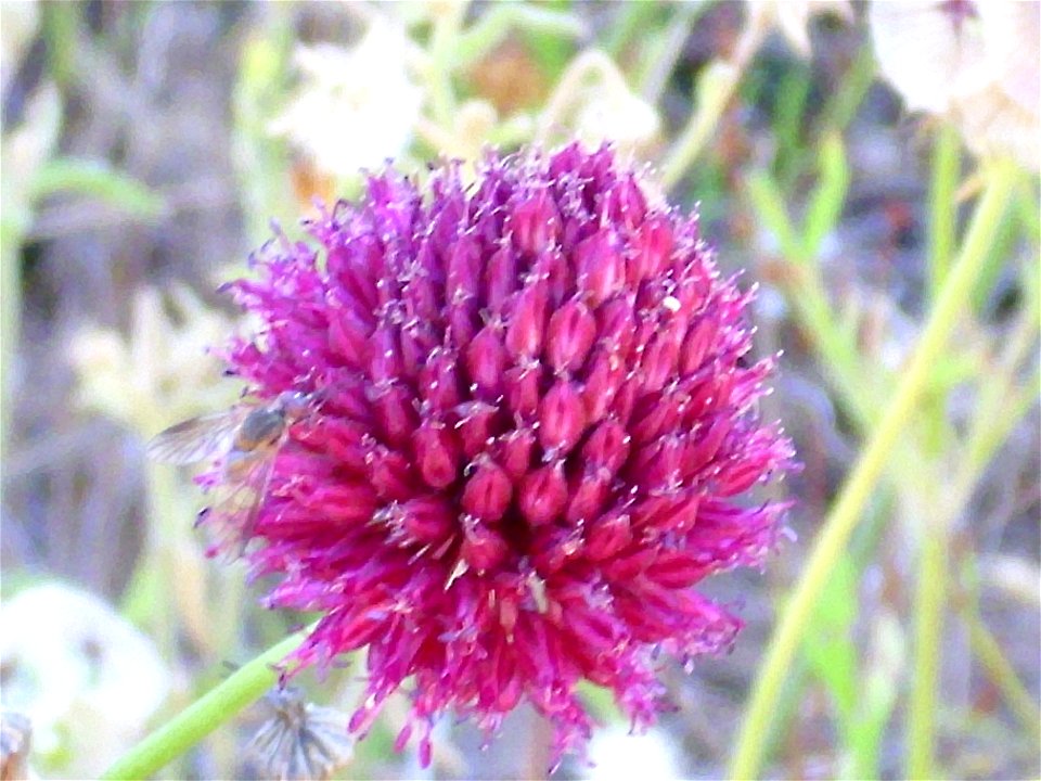 Allium sphaerocephalon inflorescencia, Dehesa Boyal de Puertollano, Spain
