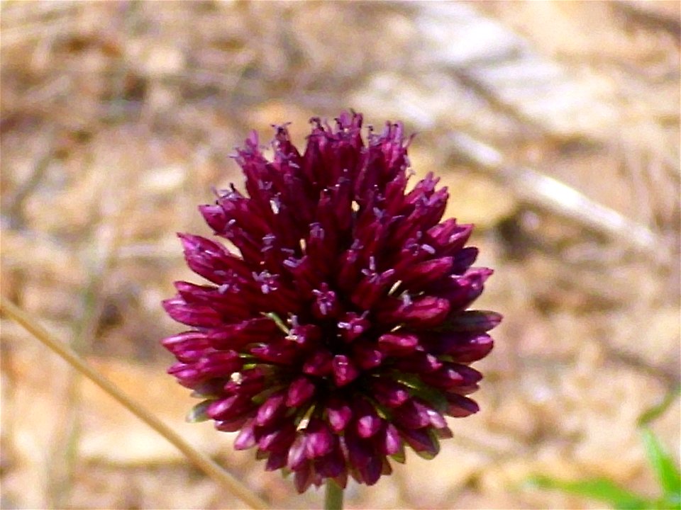 Allium sphaerocephalon Inflorescence, Dehesa Boyal de Puertollano, Spain