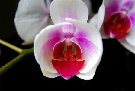 Phalaenopsis aphrodite photo