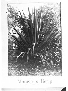 Mauritius Hemp, Botanic Gardens, Port Darwin, Northern Territory photo