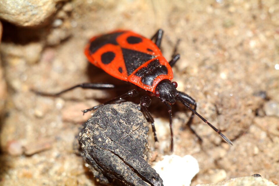 Insect closeup macro
