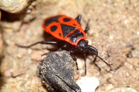 Insect closeup macro