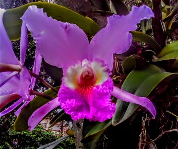Orquidea colpilar