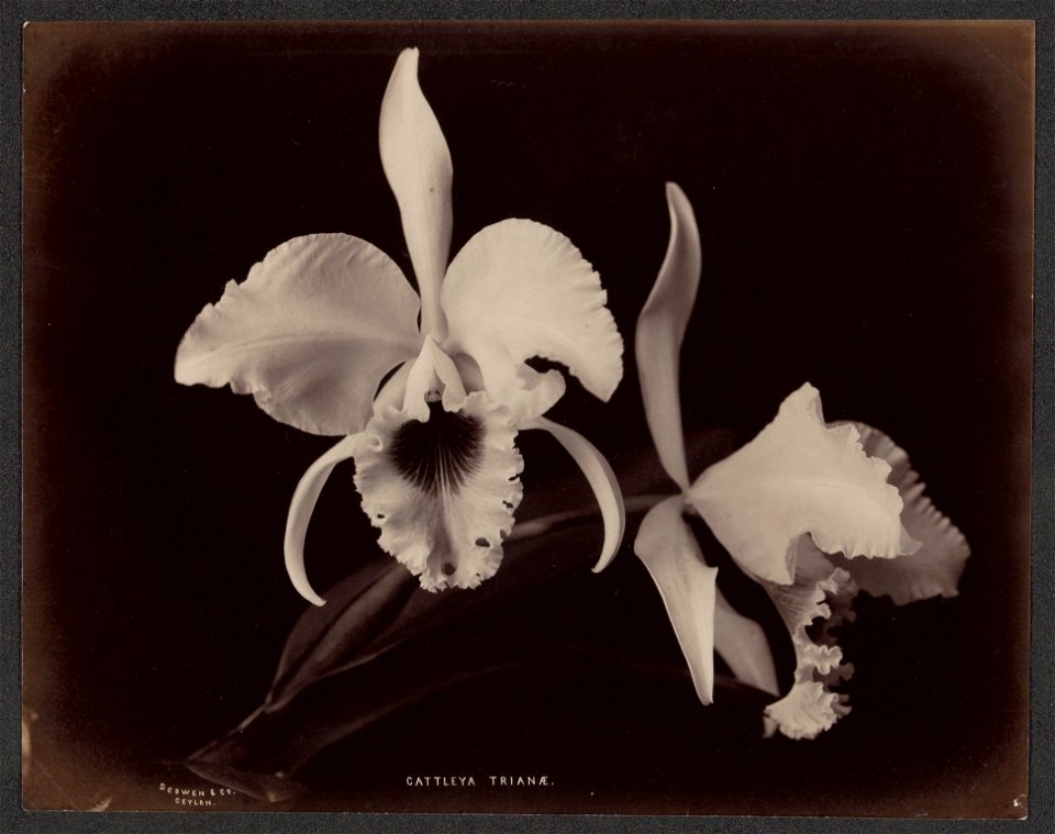 IdentificatieTitel(s): OrchideeCattleya Trianae (titel op object)Objecttype: foto Objectnummer: RP-F-F01197-ASOmschrijving: Onderdeel van Album met 50 foto's van een reis door Zuidoost-Azië.Vervaardig