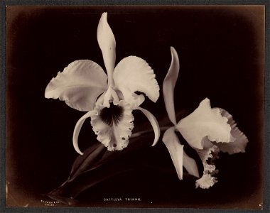 IdentificatieTitel(s): OrchideeCattleya Trianae (titel op object)Objecttype: foto Objectnummer: RP-F-F01197-ASOmschrijving: Onderdeel van Album met 50 foto's van een reis door Zuidoost-Azië.Vervaardig