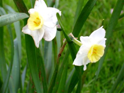 Narcissus papyraceus close up, Dehesa Boyal de Puertollano, Spain photo