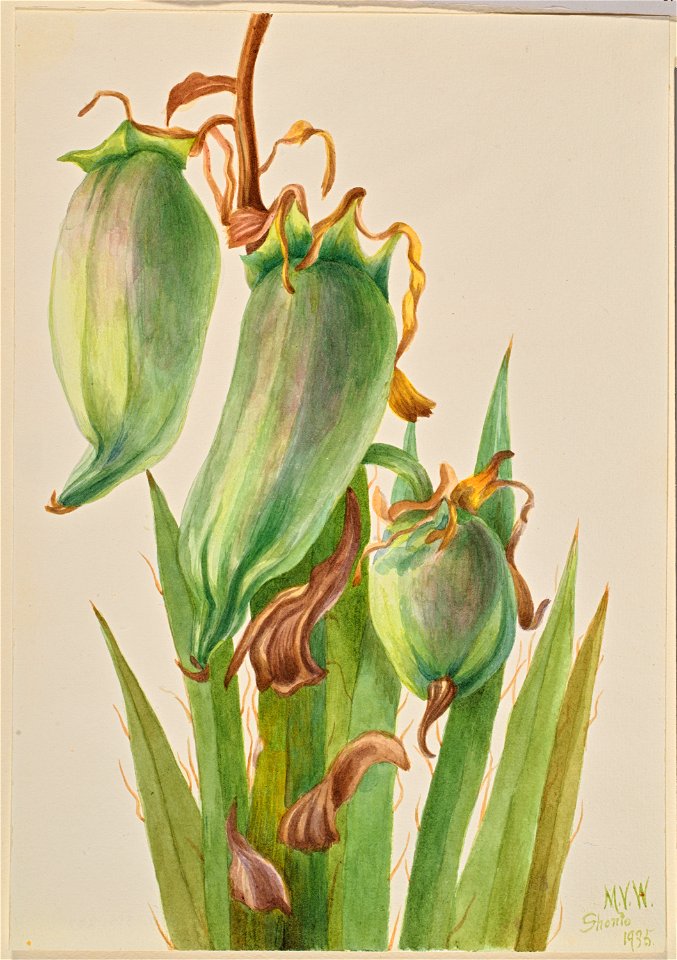 Spanish Bayonet (Yucca baccata)