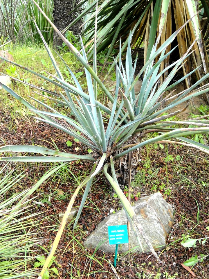 Yucca baccata specimen in the Jardin d'oiseaux tropicaux, La Londe-les-Maures, France.