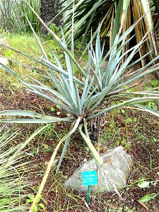 Yucca baccata specimen in the Jardin d'oiseaux tropicaux, La Londe-les-Maures, France.