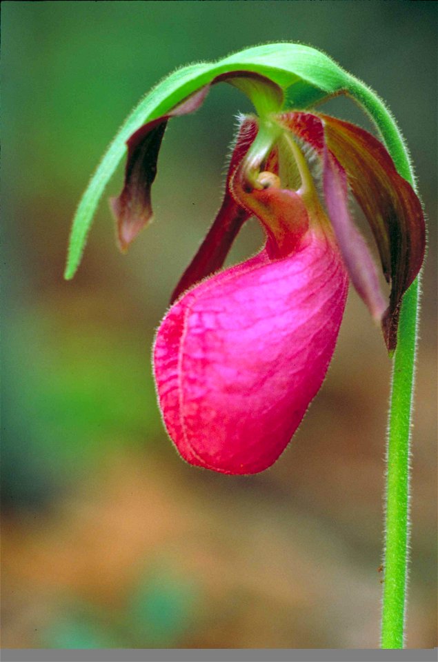 Image title: Close up of dark pink lady slipper orchid or moccasin flower cypripedium acaule
Image from Public domain images website, http://www.public-domain-image.com/full-image/flora-plants-public-