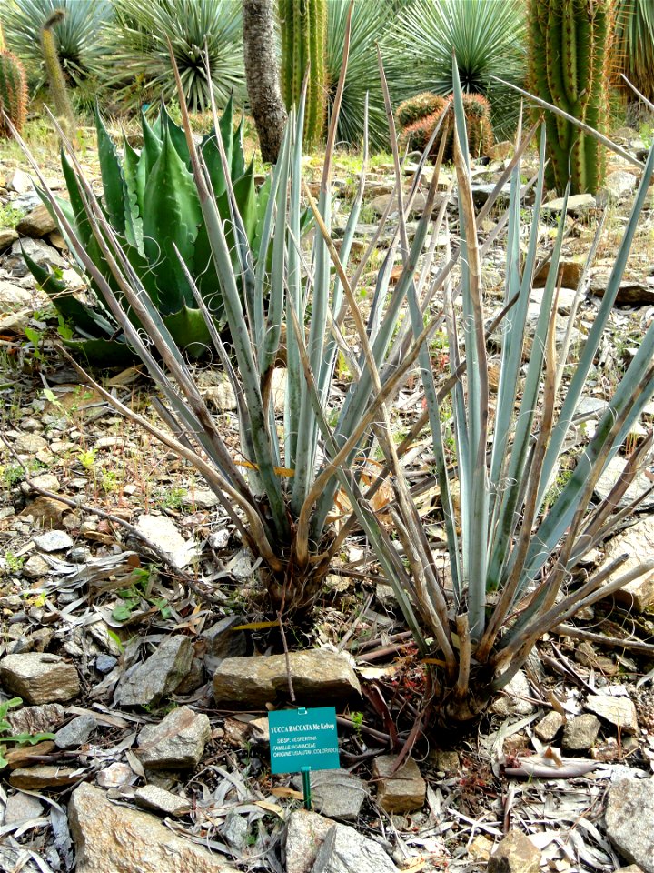 Yucca baccata specimen in the Jardin d'oiseaux tropicaux, La Londe-les-Maures, France.