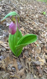 Cypripedium acaule found along Minuteman Bikeway in Bedford, MA.