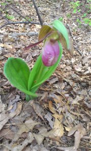 Cypripedium acaule found along Minuteman Bikeway in Bedford, MA. photo