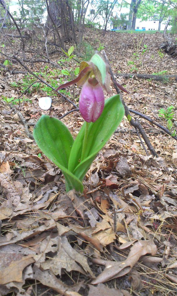 Cypripedium acaule found along Minuteman Bikeway in Bedford, MA.