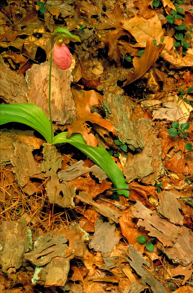 Image title: Moccasin flower cypripedium acaule
Image from Public domain images website, http://www.public-domain-image.com/full-image/flora-plants-public-domain-images-pictures/flowers-public-domain-
