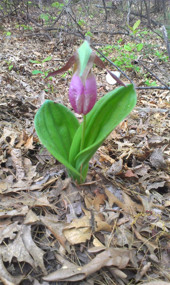 Cypripedium acaule found along Minuteman Bikeway in Bedford, MA.