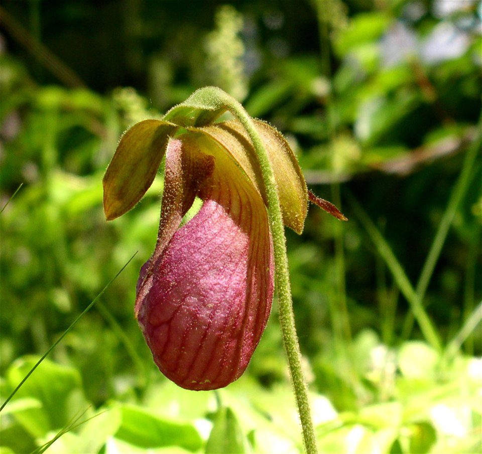 Endangered lady slipper plant in my front yard in Harwich, MA. This single plant is located in my front yard in Harwich, MA. the Rev. Dr. Judith A. Davis