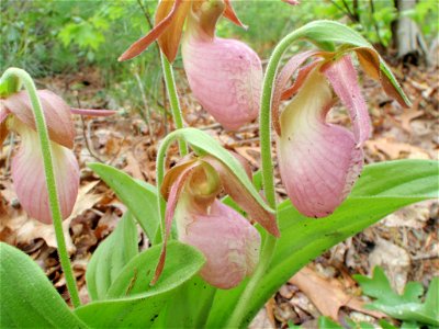 Pink Lady's Slipper Orchid (Cypripedium acaule) found in Linville Gorge, North Carolina in Spring 2010. photo