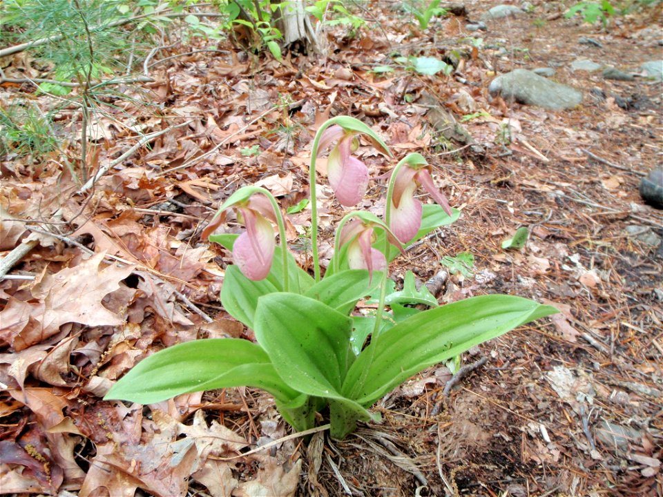 Pink Lady's Slipper Orchid (Cypripedium acaule) found in Linville Gorge, North Carolina in Spring 2010.