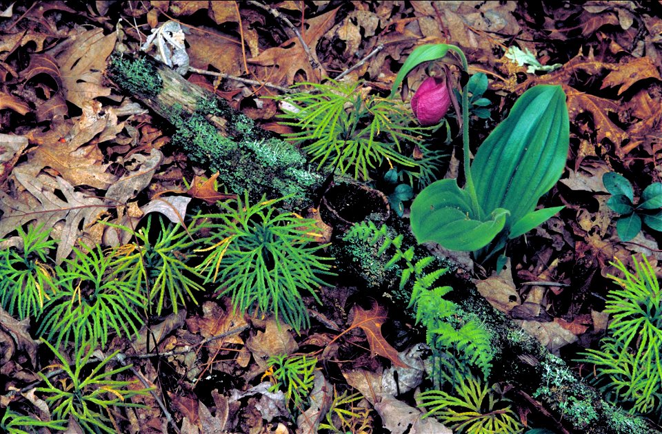 Image title: Single dark pink orchid blossom on stalk coming from basal leave
Image from Public domain images website, http://www.public-domain-image.com/full-image/flora-plants-public-domain-images-p