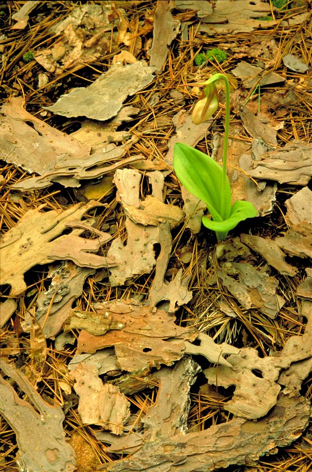 Image title: White orchid blossom on stem of basal leaf light green plant
Image from Public domain images website, http://www.public-domain-image.com/full-image/flora-plants-public-domain-images-pictu