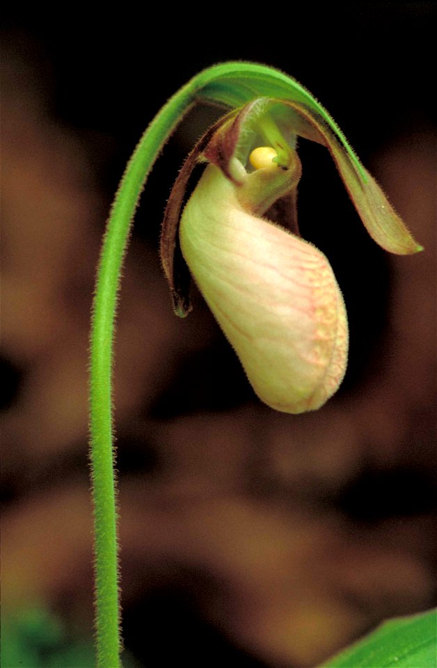 Image title: Very large pink and white lady slipper orchid flower cypripedium acaule
Image from Public domain images website, http://www.public-domain-image.com/full-image/flora-plants-public-domain-i