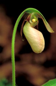 Image title: Very large pink and white lady slipper orchid flower cypripedium acaule
Image from Public domain images website, http://www.public-domain-image.com/full-image/flora-plants-public-domain-i