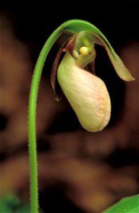 Image title: Very large pink and white lady slipper orchid flower cypripedium acaule Image from Public domain images website, http://www.public-domain-image.com/full-image/flora-plants-public-domain-i photo