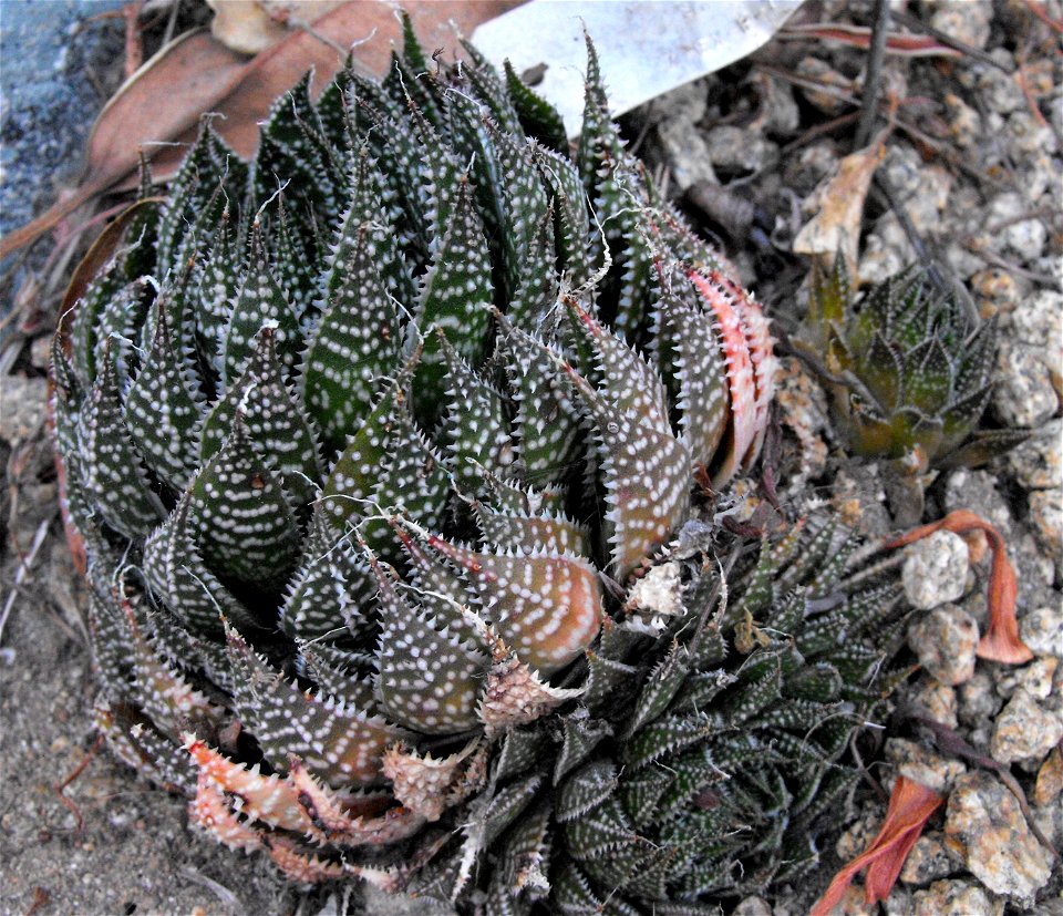 A picture of a flowering Aloe aristata.