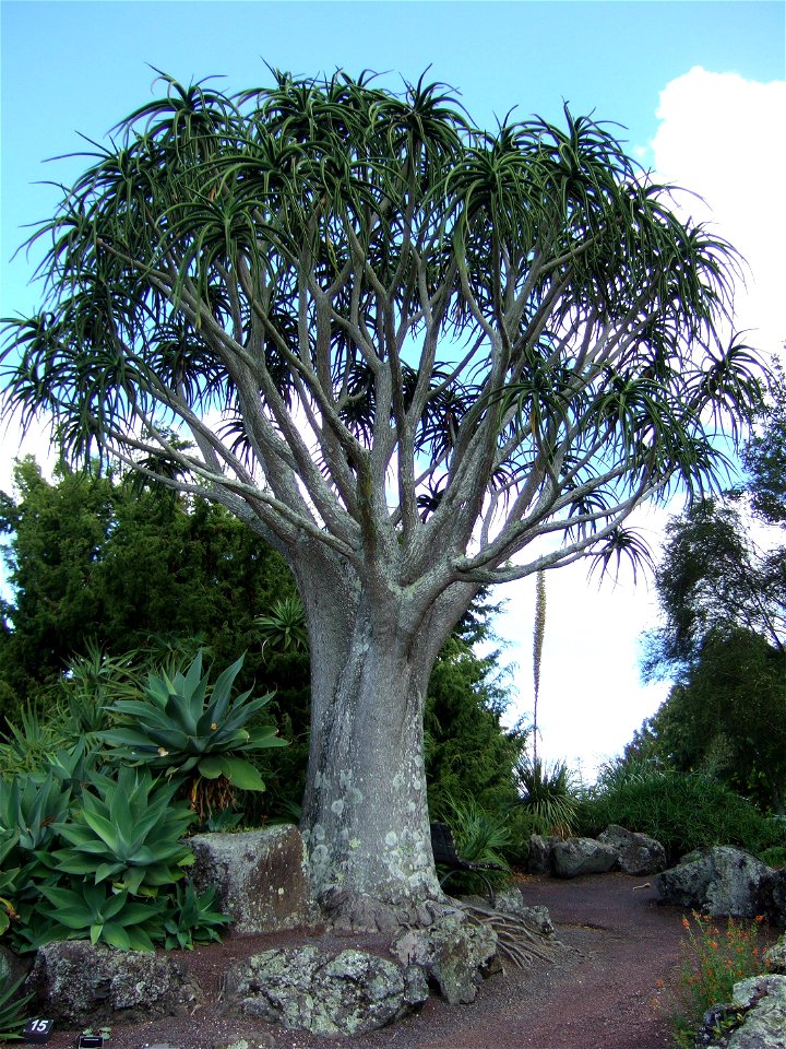 The Aloe bainesii tree aloe, growing at Auckland Botanic Gardens, Auckland, New Zealand.  This example is about three metres high.