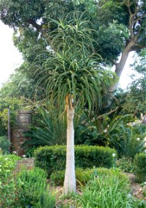 Personal photograph of a small Aloe barberae.