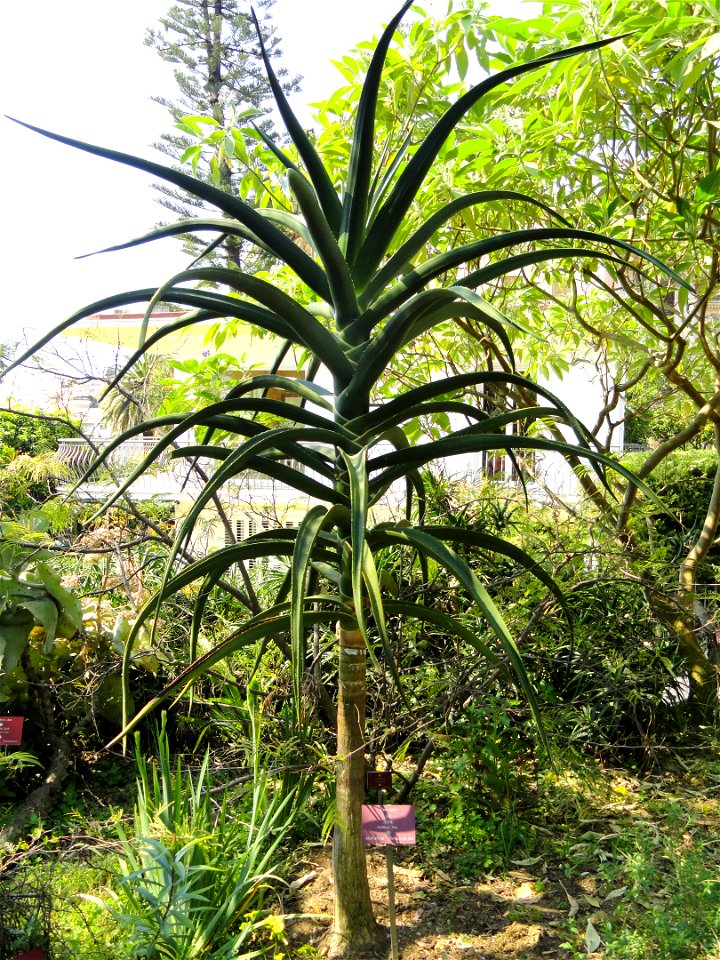 Aloe barberae specimen in the Jardin botanique du Val Rahmeh, Menton, Alpes-Maritimes, France.