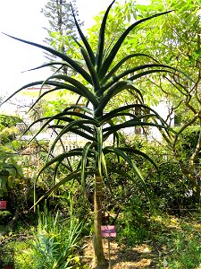 Aloe barberae specimen in the Jardin botanique du Val Rahmeh, Menton, Alpes-Maritimes, France.