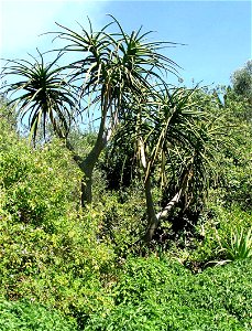 Aloe barberae bainsii. The top of a young Tree Aloe growing out through the thicket canopy. South Africa.