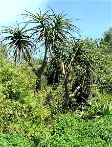 Aloe barberae bainsii. The top of a young Tree Aloe growing out through the thicket canopy. South Africa. photo