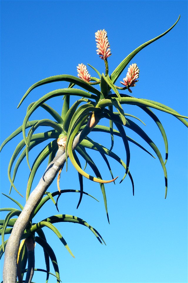 Aloe barberae also known as the tree aloe. Flowers.