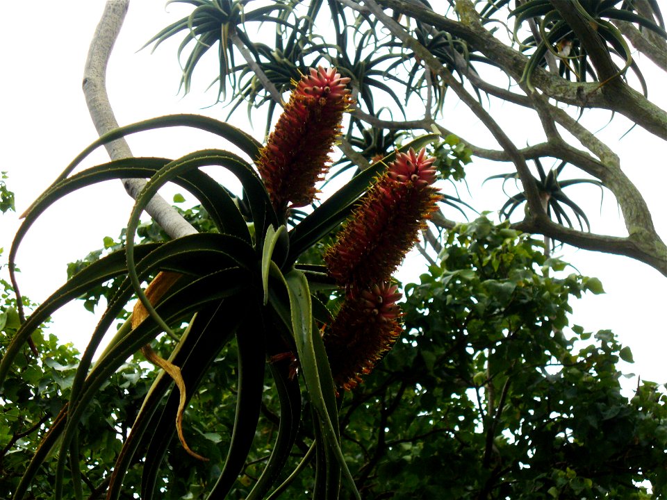 Aloe barberae flowers Company's Gardens Cape Town