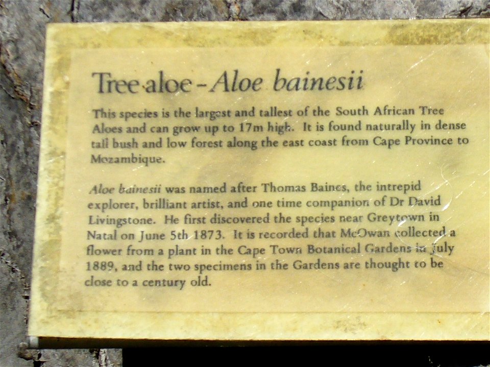 Tree aloe, synonyms Aloe bainesii, Aloe barberae, now Aloidendron barberae