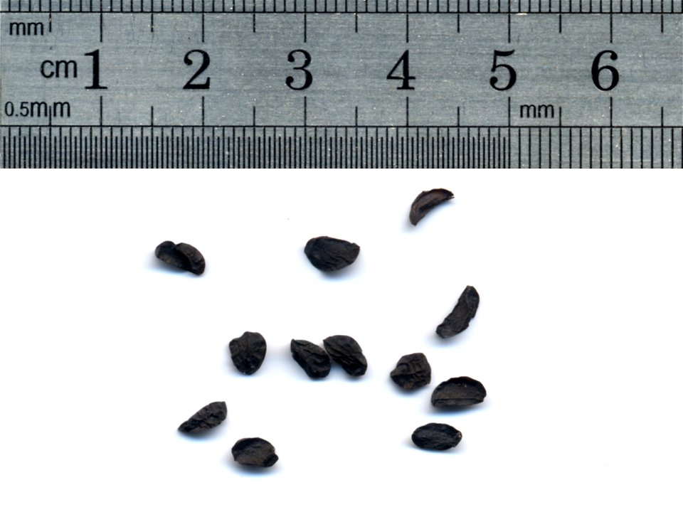 Seeds of Ornithogalum caudatum scanned with size information