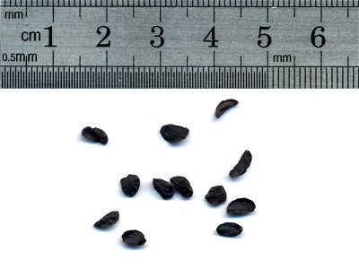 Seeds of Ornithogalum caudatum scanned with size information