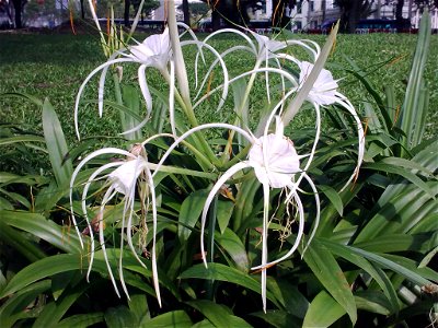Unidentified plant in Singapore