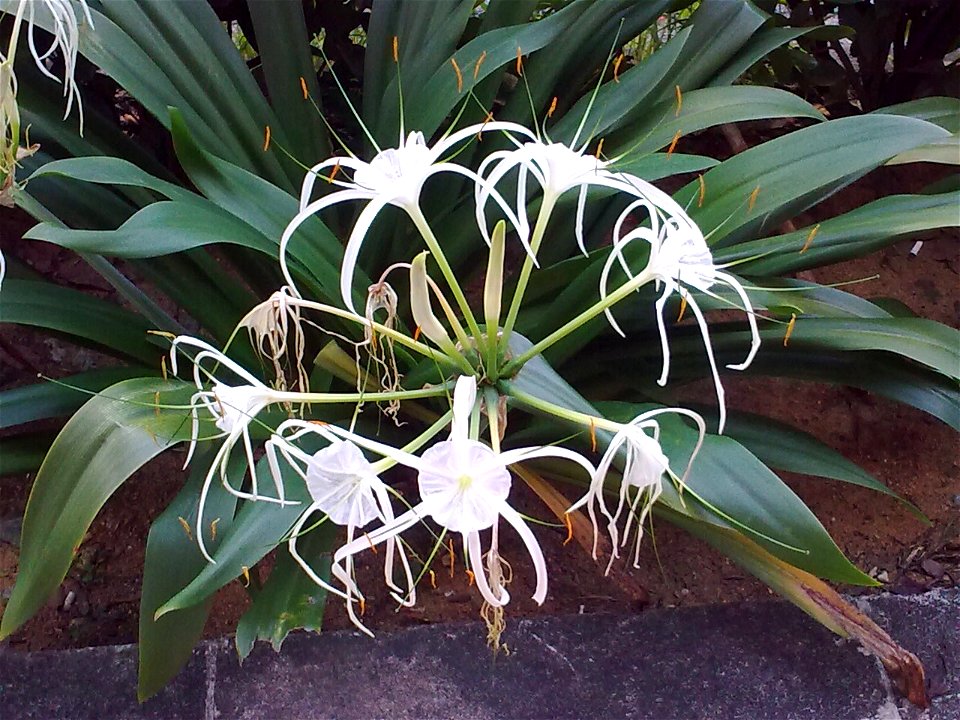 Unidentified plant in Singapore