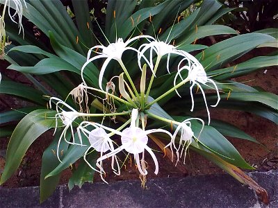 Unidentified plant in Singapore