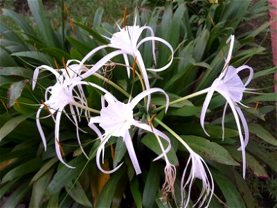 Spider lilies in Singapore