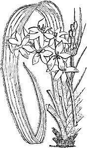 Image from The Amateur's Greenhouse and Conservatory