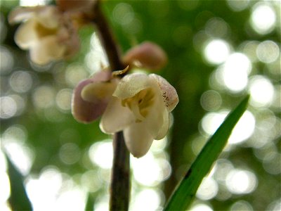 オオバジャノヒゲ[大葉蛇の髭][Ophiopogon planiscapus]-花