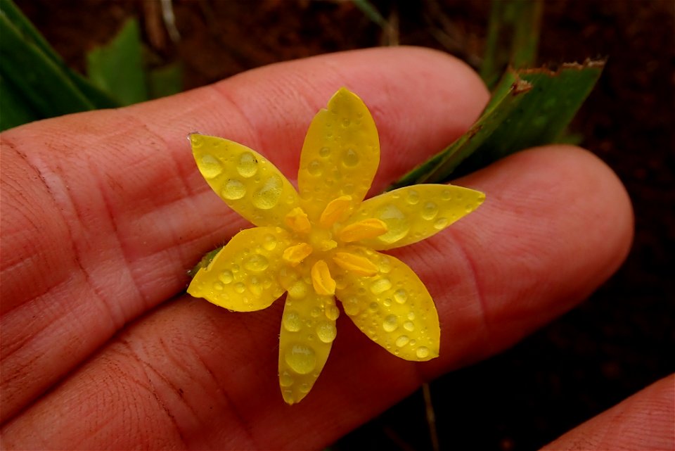 African potato (Hypoxis hemerocallidea)