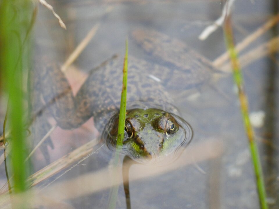 Amphibian animal nature